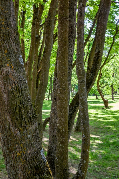 Deciduous trees growing in the park in the sunny summer