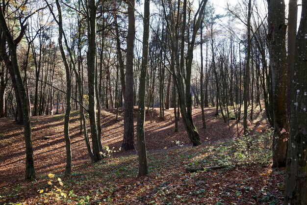 Deciduous trees during leaf fall in autumn