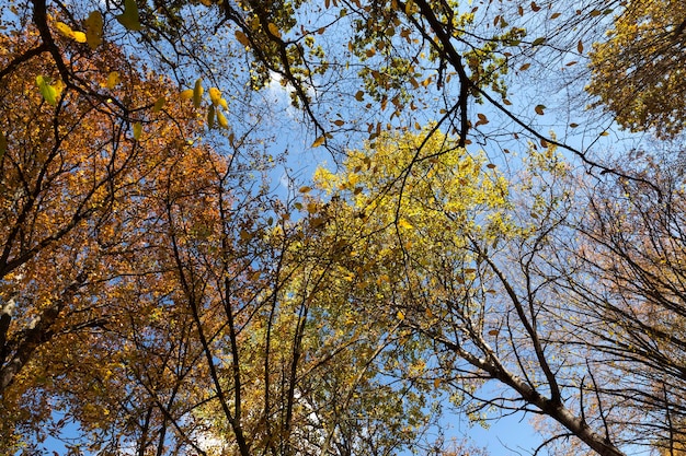 Deciduous trees during leaf fall in autumn