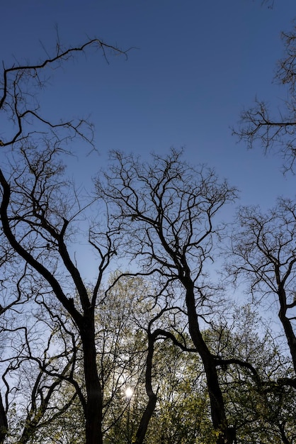 deciduous trees in a mixed forest in the spring season beautiful young green foliage in the park