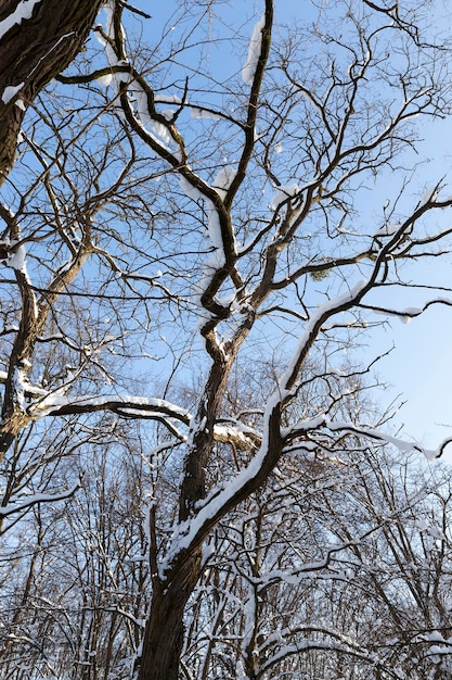 Deciduous trees in the snow in winter