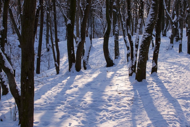 Deciduous trees in the snow in winter