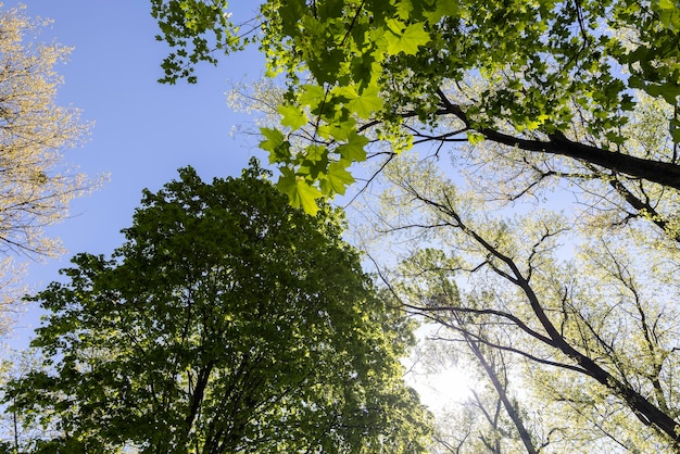 deciduous trees in the spring season in sunny weather tall trees with green foliage in the spring season