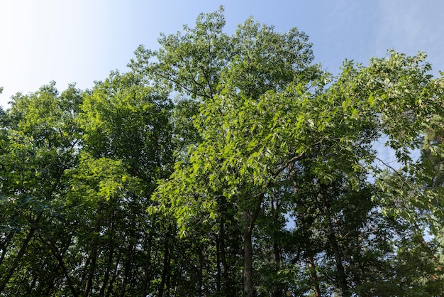 Deciduous trees with green foliage in summer old trees with foliage in sunny weather