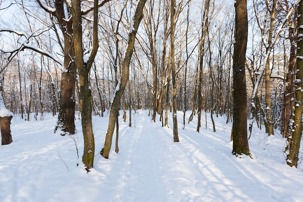 Deciduous trees without foliage in the winter season, bare trees covered with snow after snowfalls and blizzards