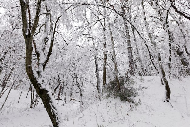 Deciduous trees without leaves