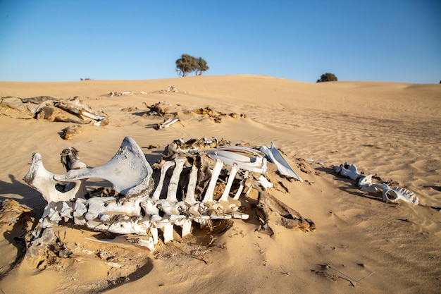 Decomposed camel in deser