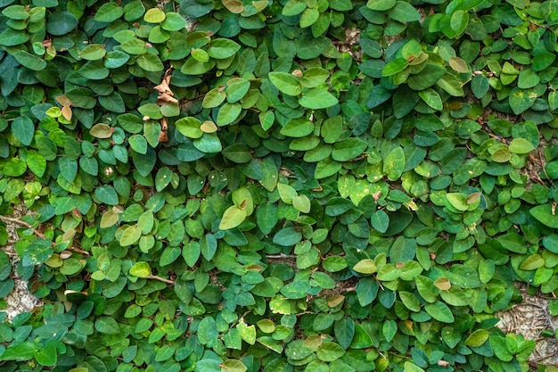 The decor of the courtyard. Mill overgrown with green plants