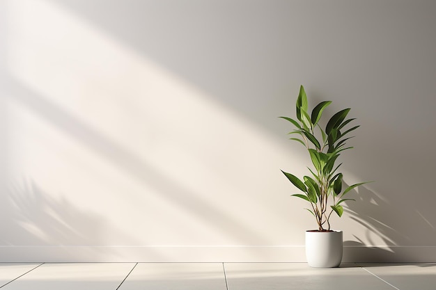 Decoration of a House Plant in Pot on White Wall Background on Bright Day