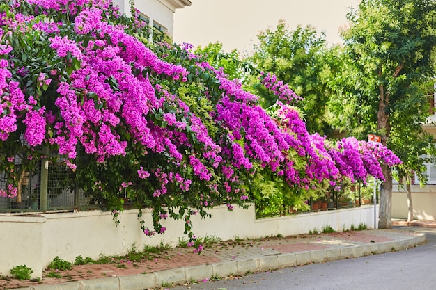 Decoration of a residential building with bright purple flowers.