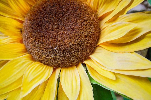 Decoration sunflower in a garden in Rio de Janeiro Brazil