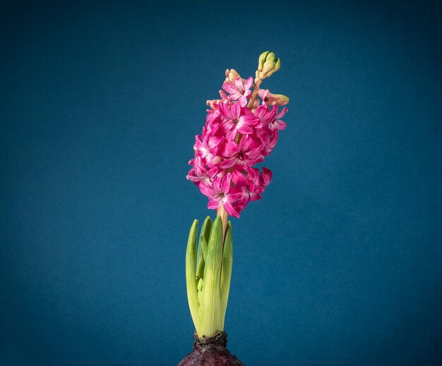 Decorative background of the pink hyacinth on a blue background