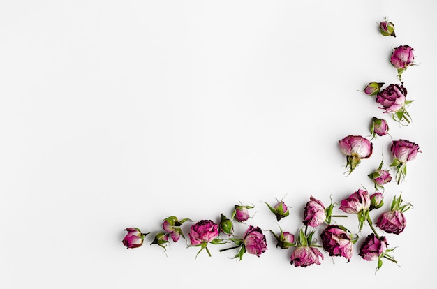 Decorative border composition of dried flowers on white background