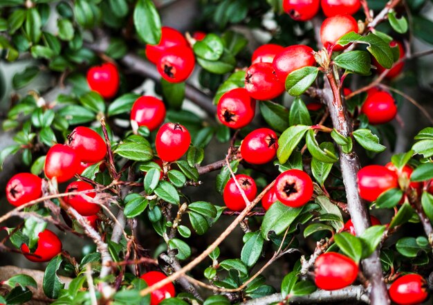 Decorative bush of cotoneaster with red berries. Natural background