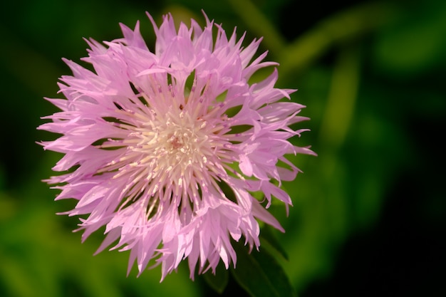 Decorative centaurea pink flower