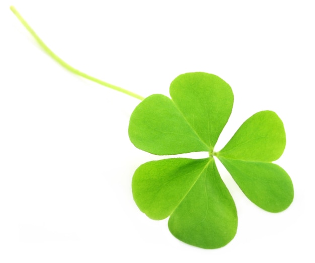 Decorative clover leaves over white background