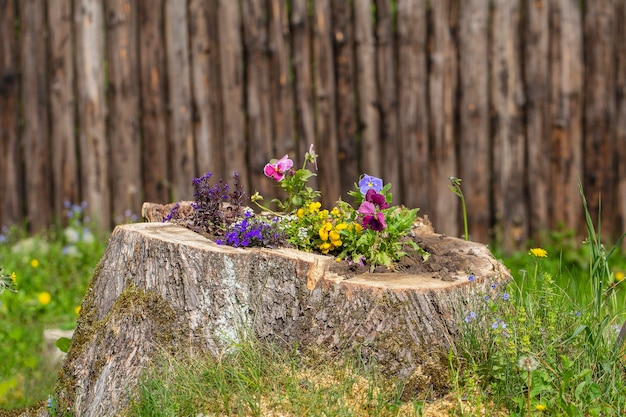 Decorative flower bed with flowers on the stump in the garden close up