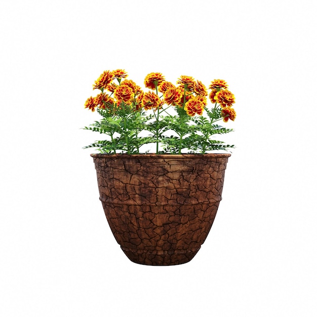 decorative flower in a pot isolated on white background, 3D illustration, cg render