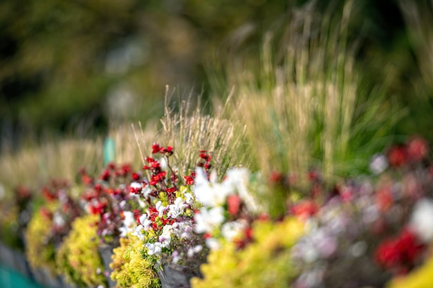 Decorative flower pots with flowers on defocused city background with copy space closeup