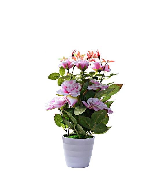 Decorative flowering plant