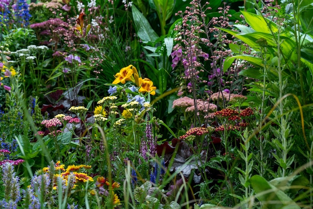 Decorative flowers and plants in the garden