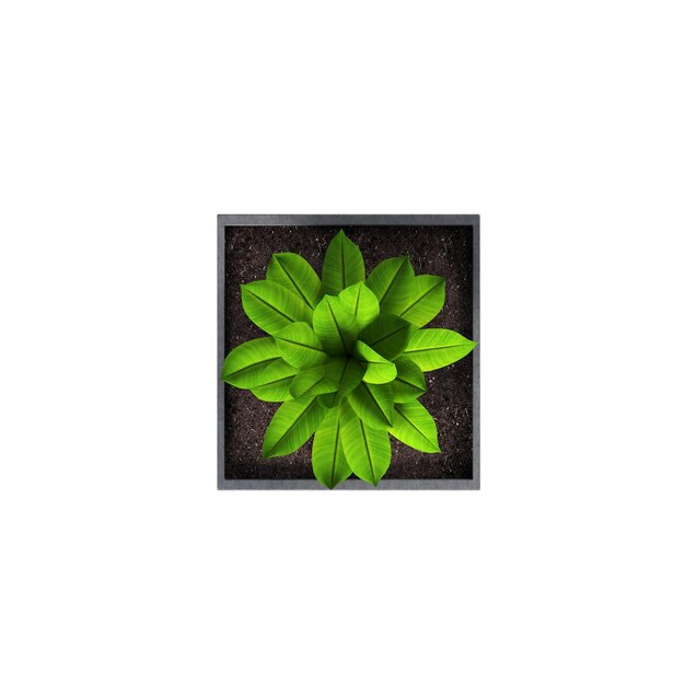 decorative flowers and plants for the interior top view isolated on white background 3D illustrat