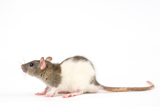 Decorative hand rat on white background