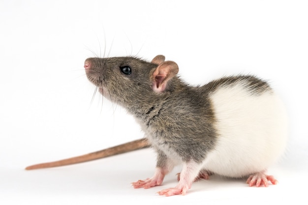 Decorative hand rat on white background