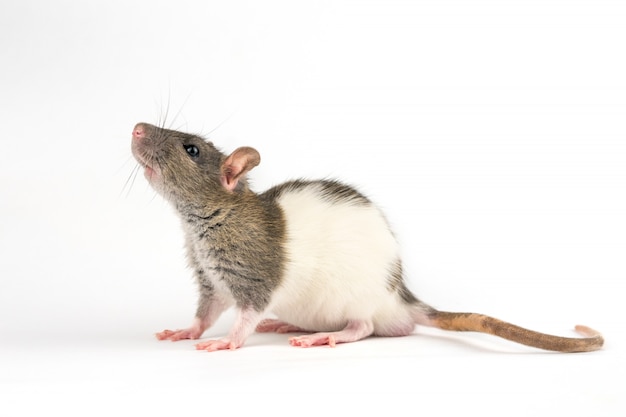 Decorative hand rat on white background