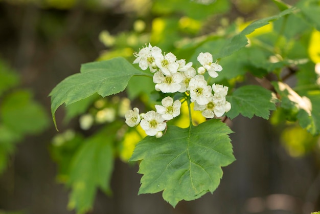 Decorative hawthorn bushes in the garden. Landscape design.