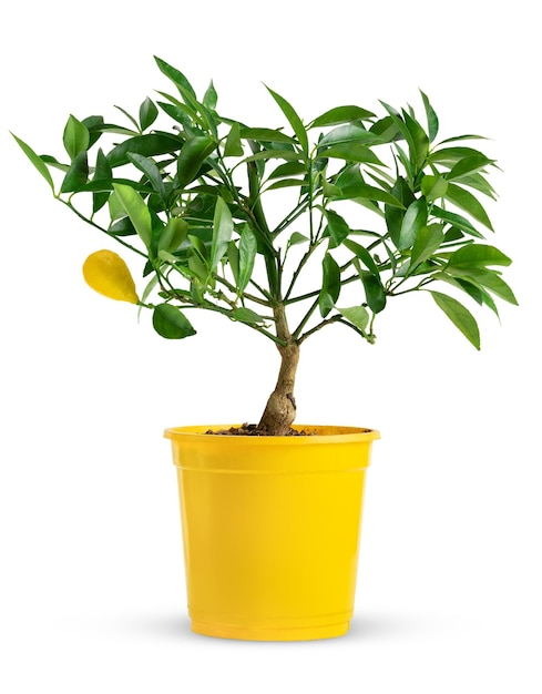 Decorative lemon tree in yellow pot isolated on white background