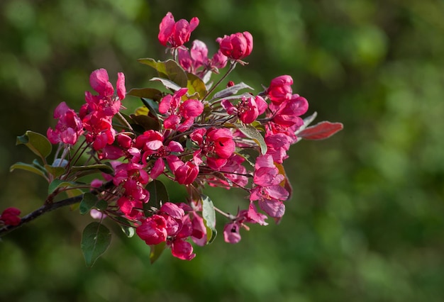 Decorative malus apple plant flowering in spring close up of red bright purplepink flowers