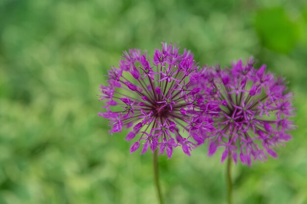 Decorative onion blooms in the garden Selective focus