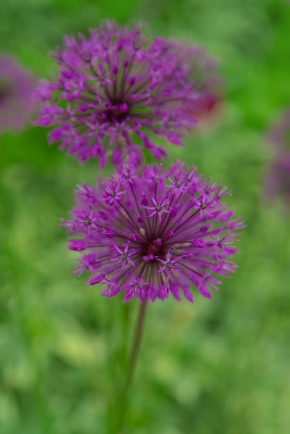 Decorative onion blooms in the garden Selective focus