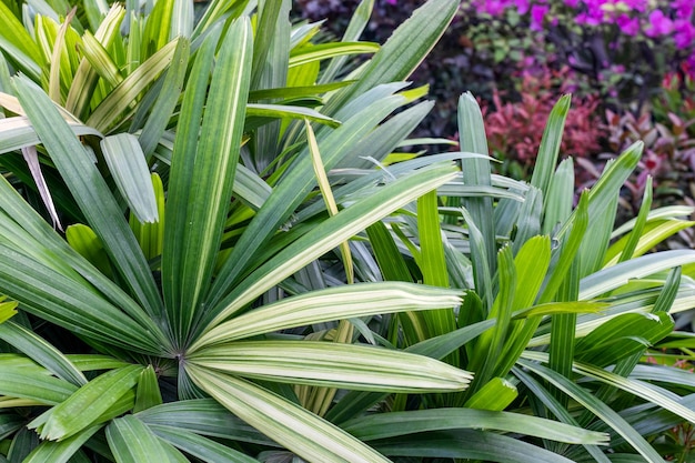 Decorative palm leaves close up shot inside of a botanical garden