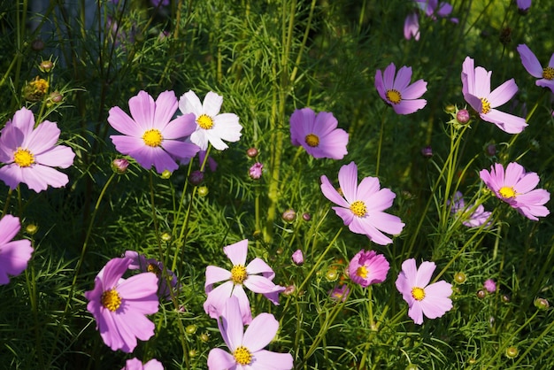 Decorative Pink Garden Flower Cosmos Cosmos Bipinnatus Cosmea Bipinnata Bidens Formosa Mexican Aster