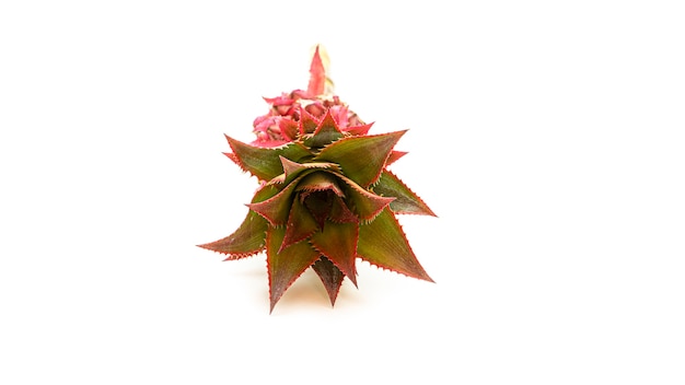 Decorative pink pineapple flower. Exotic.