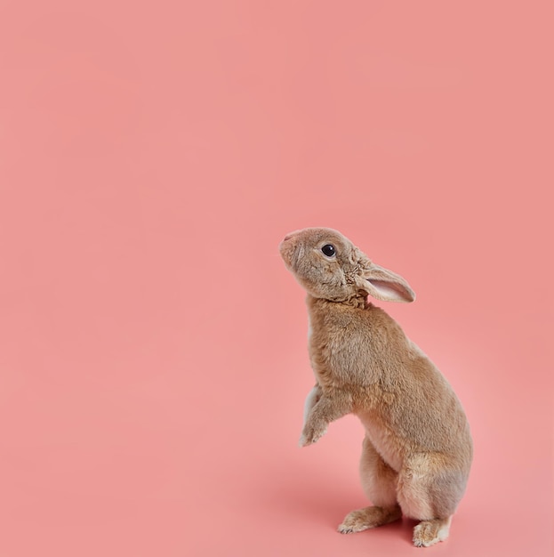 Photo decorative rabbit pygmy rex on a pink background easter banner with copy space