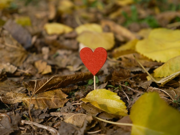 Decorative red heart on autumn leaves