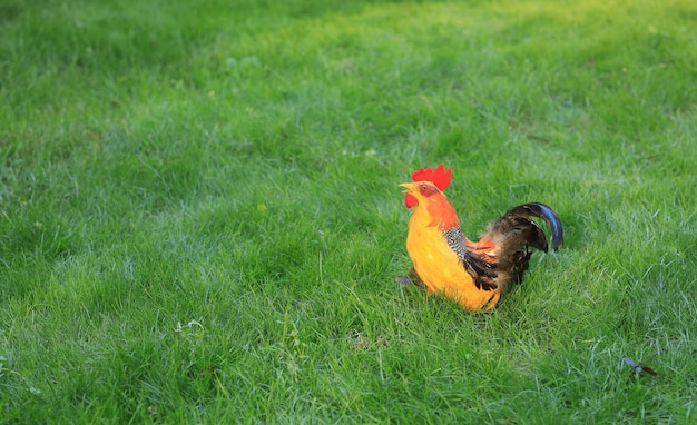 decorative rooster on the lawn