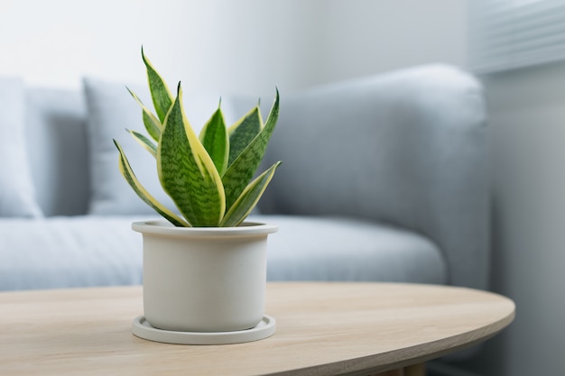 Decorative sansevieria plant on wooden table in living room