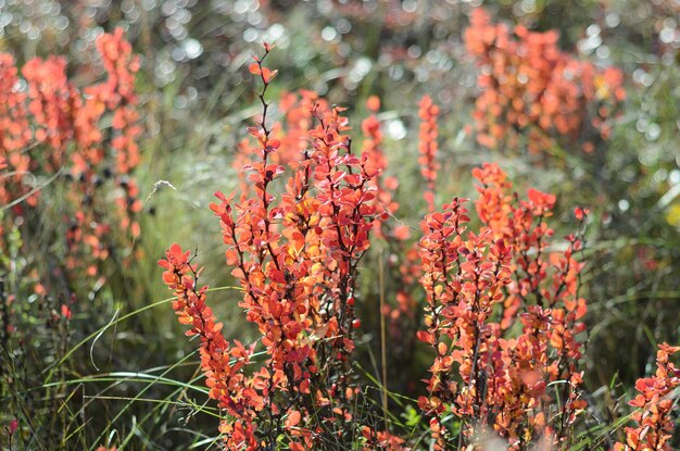 decorative shrub in autumn on a sunny day