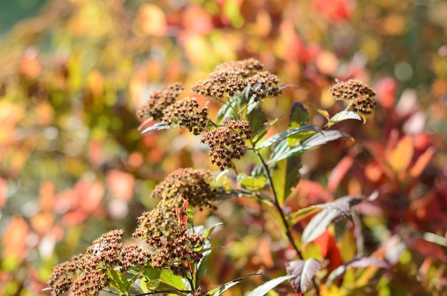 decorative shrub in autumn on a sunny day