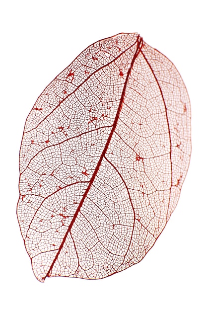 Decorative skeleton leaf isolated on white