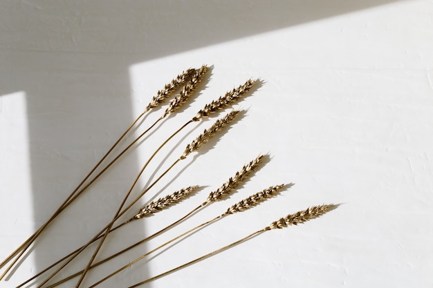 Decorative spikes of wheat gold colored on light. Golden painted ears metallic colored. Creative layout with copy space. Rich harvest concept. Flat lay. Top View.