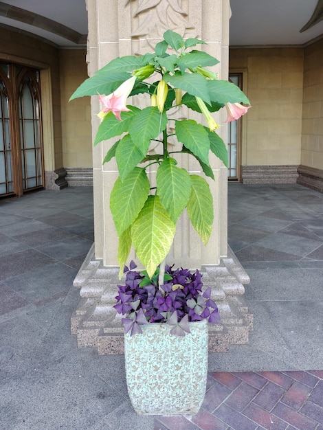 A decorative stone vase with flowers of different shapes and colors stands near the house