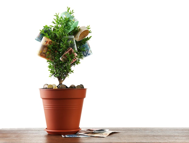 Decorative tree in pot with money on table isolated on white