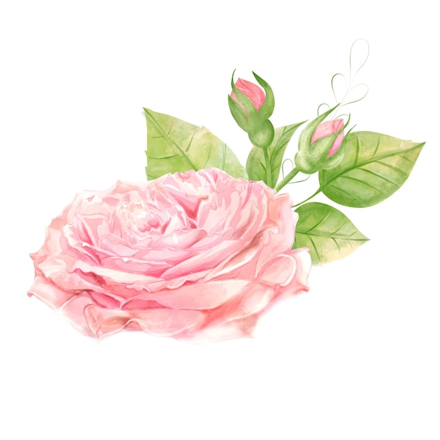 Decorative watercolor flowers Floral illustration Leaf and rose