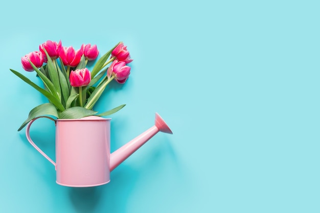 Decorative watering can with pink tulips on blue Gardening concept