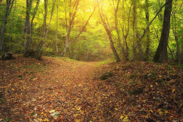 Deep Autumn Forest